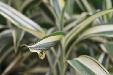 Turuncu renkli dikenli bir örümceğin (Oxyopidae) beyaz çizgili Lucky bambu yaprağının (Dracaena Sanderiana)