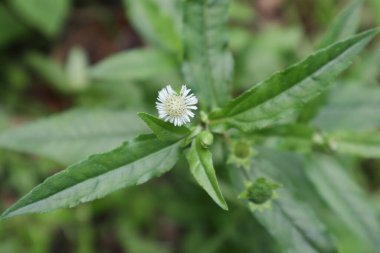 Sahte bir papatyanın (Eclipta Prostrata) küçük beyaz çiçeğinin yukarıdan görünüşü. Sri Lanka 'daki Keekiridiya fabrikası olarak bilinen bu tesis