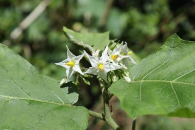 Türkiye 'deki bir böğürtlen bitkisine (Solanum Torvum) beyaz çiçek açan çiçek kümesinin yakın görüntüsü)