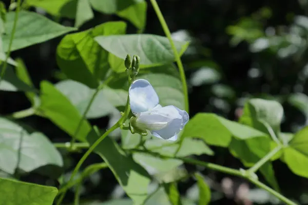 View of a pale blue color winged bean flower (Psophocarpus Tetragonolobus), and the elevated two flower buds yet to be blooming