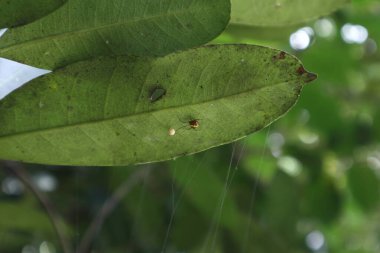 Theridiidae örümcek ailesine ait küçük sarı çizgili turuncu örümcek ağı bir yaprağın altındaki ağında oturuyor.