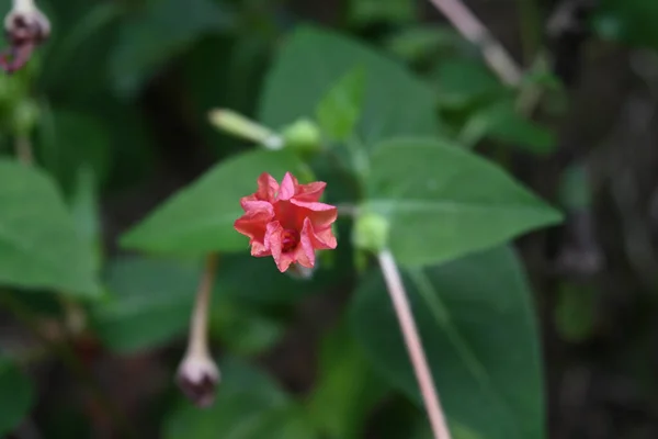 Pembe ve turuncu karışımlı bir çiçek olan Mirabilis Jalapa çiçeğinin (Mirabilis Jalapa) kapanış görüntüsü çiçek yapraklarını açarak çiçek açmaya başlar.