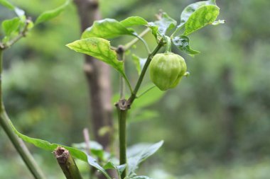 Bahçedeki bitkinin üzerinde gelişmekte olan yeşil biber meyvesi manzarası