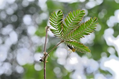 Çizgili vaşak örümceği olarak bilinen sivri bir örümceğin Uykulu bitkinin broşürünün altında oturması görüntüsü (Mimosa pudica)