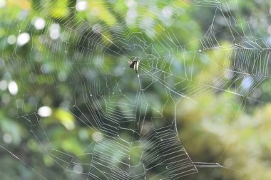 Dişi dikenli sırt örgü ören örümceğin (Gasteracantha Cancriforis) arka plan görüntüsü örümcek ağının merkezinde otururken ağ üzerindeki ipek hatlarını düzenliyor.