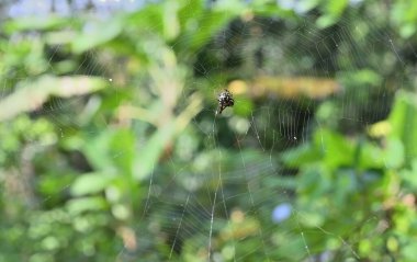 Dişi bir dikenli sırt dokumacı örümceğin (Gasteracantha Cancriforis) alt görüntüsü ağ üzerinde otururken örümcek ağını ayarlar