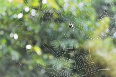Ağın ortasında oturan dişi dikenli örümceğin ağ ören örümceği (Gasteracantha Cancriforis) ile güzel örümcek ağı görünümü