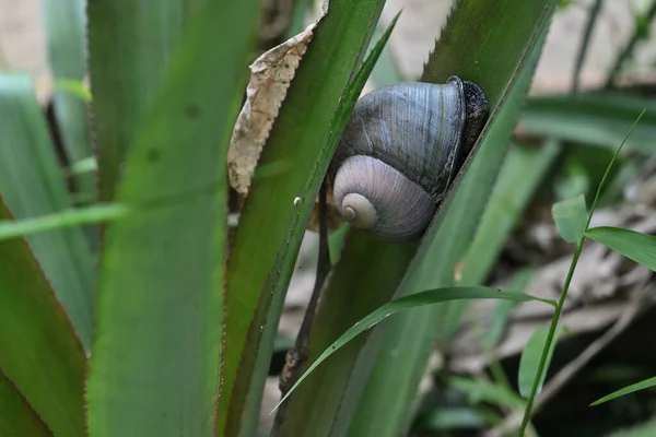 An air breathing land snail which is endemic to Sri Lanka known as the giant land snail (Acavus Phoenix) is sticking on a pineapple leaf surface on daytime, also some snail poop on the side