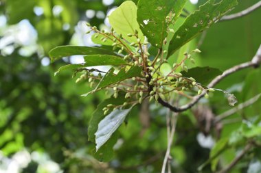 Yumuşak odak arka planına sahip Seylan zeytin dalı (Elaeocarpus Serratus) üzerinde çiçek açmaya hazır birkaç çiçek tomurcuğunun görüntüsü