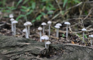 Yer seviyesi, Termitomyce mikro karpus mantarlarının ölü bir ağaç gövdesinin yüzeyinde ve ötesinde bulanık arka planda çiçek açtığını gösterir.