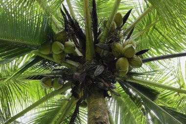 Hindistan cevizi ağacı (Cocos nucifera), Hindistan cevizi tohumu ve yaprakları gelişmekte olan bir ağaçtır.