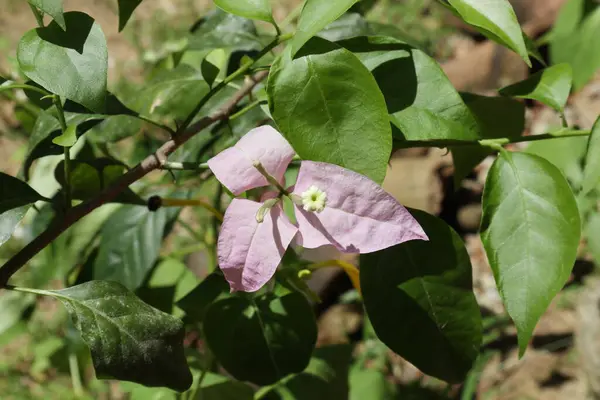 View of a Bougainvillea flower that is lavender colored blooming in the home garden from above