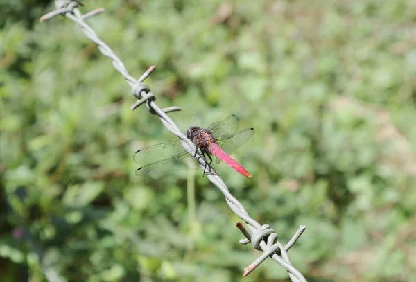 Dorsal back view of a male crimson tailed marsh hawk dragonfly (Orthetrum Pruinosum) perched on top of a barbed wire fence