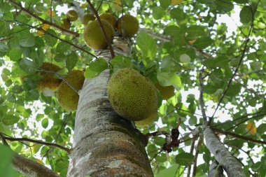 Bir Jackfruit ağacı (Artocarpus Heterophyllus) ve gövdesinde büyüyen bir jack meyvesi vardır. Aşağıdan görünüm