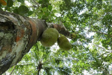 Aşağıdaki ağaç gövdesinden sarkan iki gelişmekte olan Jack meyvesi (Artocarpus Heterophyllus) görülebilir.