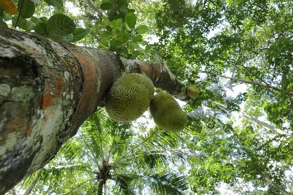 Two developing jack fruits (Artocarpus Heterophyllus) hanging down from the Jack tree trunk are visible underneath