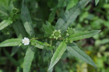 Çiçek tomurcukları ve tohumlar taşıyan sahte bir papatya bitkisinin (Eclipta Prostrata) tepe manzarası