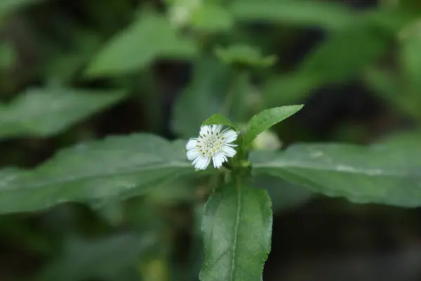 stock image Beautiful flower view of a tiny white flower of a False daisy plant (Eclipta Prostrata). In Sri Lanka, this plant known as the keekirindiya plant