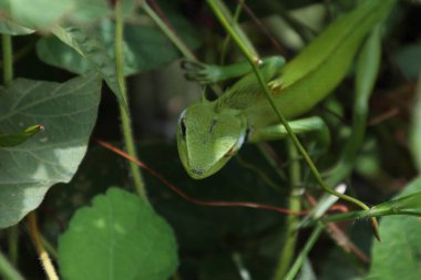 Genel yeşil orman kertenkelesi (Calotes Calotes), vahşi bitki ve sarmaşıkların tepesinde otururken çevresindekileri gözlemlemektedir.