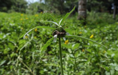 İthal ateş karıncaları (Solenopsis Invicta) tarafından yapılan küçük bir karınca yuvası, çimenlik alanda büyüyen bir Seylan otlağının (Leucas Zeylanica) eşsiz bir yerinde yer almaktadır.