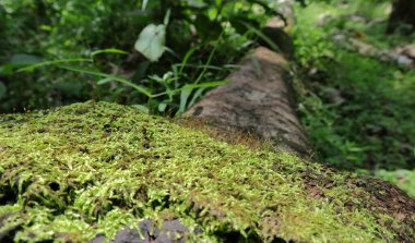 Vahşi bir bölgede düşen kauçuk bir ağacın yüzeyinde büyüyen yeşil bir yosun görüntüsü.