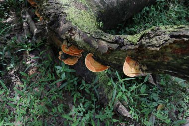 Bir grup hindi kuyruğu mantarı (Trametes Versicolor) düşmüş kauçuk bir kütükte gelişiyor.