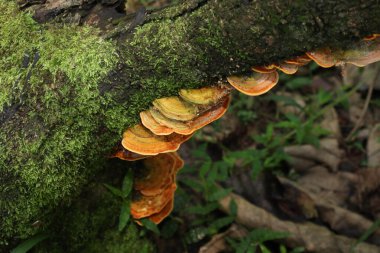 Bir hindi kuyruğu mantar kümesinin (Trametes Versicolor) güzel duvar kağıdı görünümü ağaç yüzeyinde yeşil yosun ile düşmüş bir kütük üzerinde büyüyen
