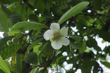 Bir Godapara ağacının (Dillenia retusa) Sri Lanka 'ya özgü beyaz çiçeğinin düşük açılı görüntüsü