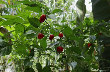 Bitkinin kırmızı biber meyvelerinde bulunan Ripen, fabrikada bulunan Capsicum Chinense çeşidine ait. Nai Miris olarak bilinen bu biber bitkisinin olağanüstü bir sıcaklığı var.