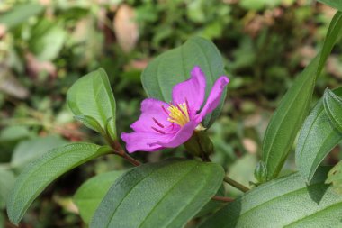 Sri Lanka 'da Bovitiya bitkisi olarak da bilinen bu bitki, çiçek açmış mor renkli Malabar melastome çiçeğinin (Melastoma Malabathricum) yan görünüşü