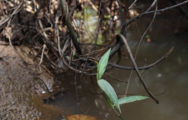 Mavi Bush Dart Damselfly 'ın (Copera Vittata) yüksek açılı görüntüsü doğal bir göletin kıyısındaki yaban yaprağının yüksek bir ucunda oturuyor.