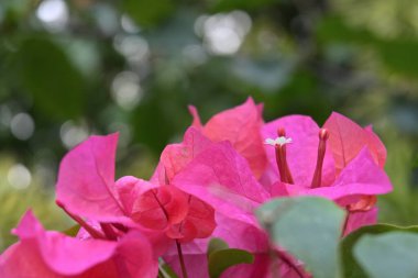 Pembe bougainvillea (Bougainvillea Glabra) ince kağıt çiçek fren