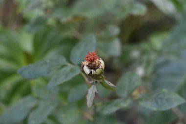 Yaprakları olmayan solmuş bir gül çiçeğinin yüksek açılı görüntüsü. Kalan erkek organlar ve erkek organlar bitkinin üzerinde çürüyor.