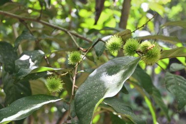 Ev bahçesindeki Rambutan ağacında (Nephelyum lappaceum) yetişen olgunlaşmamış Rambutan meyveleri