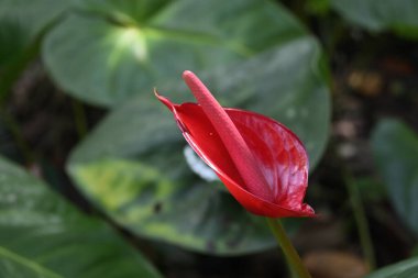 Taze açan kırmızı bir Anthurium çiçeği, olgunlaşmamış kırmızı bir spadix ve kırmızı spatulası (brakt)