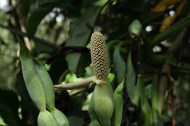 Arrowhead Plant (Syngonium angustatum) olarak bilinen bir sengonyum bitkisinin tomurcuklanan bir infloresansı. Rüzgâr yüzünden, bu çiçeğin anterlerinden küçük parçacıklar düşüyor.