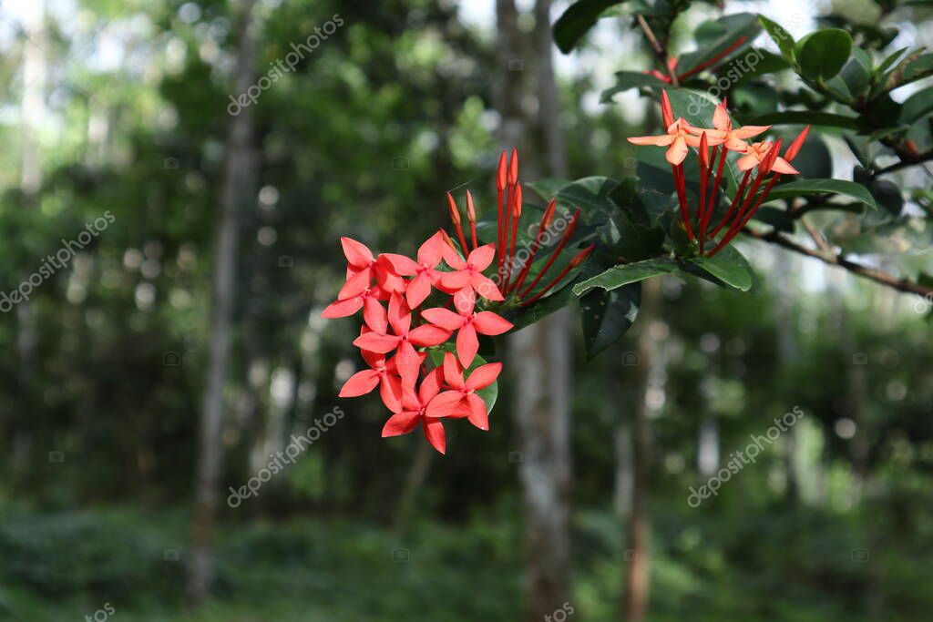 Cl Steres De Flores Rojas De Una Planta De Geranio De La Selva Ixora   Depositphotos 690765394 Stock Photo Red Flower Clusters Jungle Geranium 