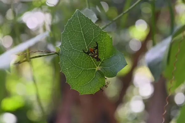 Close up view of a flying insect with a similar appearance to a fruit fly. This insect is perched on the surface of a creeping cucumber leaf (Solena amplexicaulis)