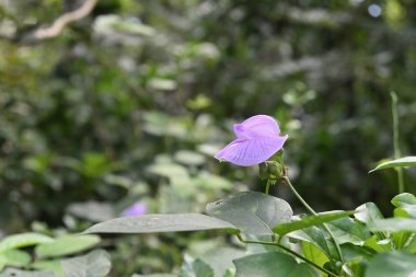 Yükselmiş bir kelebek bezelye çiçeğinin (Centrosema virginianum) sarmaşıkta çiçek açmasının yakın görüntüsü