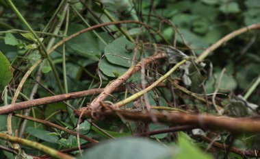 Kahverengimsi yabani gövdelerin içindeki manzara, kahverengimsi kahverengi renkli bir bahçe kertenkelesi (Calotes versicolor) sapları arasında mükemmel bir şekilde kamufle edilmiştir.