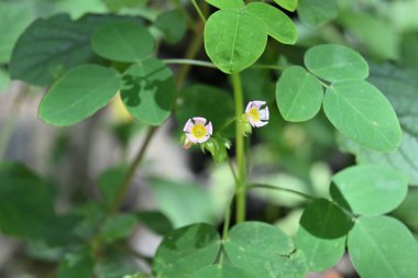 Bir lavanta kuşunun iki güzel pembe çiçeği (Oxalis barrelieri). Bu kırılgan çiçekler güneş ışığına uzun süre maruz kaldıkları için hafifçe soldular.