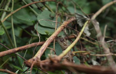 Doğulu bir bahçe kertenkelesi (Calotes versicolor), saplarından bakıldığında, kahverengi yabani gövdeler arasında mükemmel bir şekilde kamufle edilmiştir.