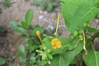 Akşamları açan Peru çiçeğinin (Mirabilis Jalapa) sarı renkli mucizesinin yüksek açılı görüntüsü