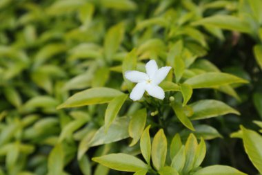 Mini bir yasemin çiçeği manzarası çiçek açıyor ve arka planda sarı renkli yapraklar var.