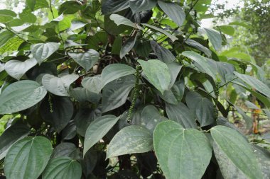 Karabiber sarmaşığının (Piper nigrum) yeşil bir çivisi vardır ve asılıdır.