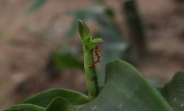 İki dokumacı karınca, orkide sapında ağızlarıyla birleşerek ya iletişim kuruyor ya da sıvı besin paylaşıyor.