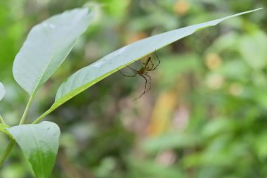 Dikenli bir vaşak örümceği (Oxyopes Shweta) Çinli bir sade ağacın altında saklanır (Vitex Negundo)