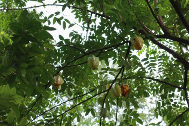 Olgunlaşan Star meyveleri (Averrhoa Carambola) bir yıldız meyve dalına asılıdır. Bu meyve Carambola olarak da bilinir ve yüksek oranda oksalik asit içerir.