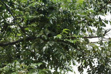 Bahçede taze yapraklı bir köri ağacı dalı büyüyor. Bu besin aromalı yapraklar yemek malzemesi olarak kullanılır.