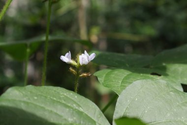 Vahşi yer fıstığı sarmaşığı (Calopogonium Mucunoides) olarak bilinen bir ot bitkisinin küçük açık mor çiçek demetinin görüntüsü)